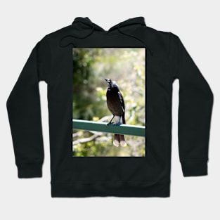 Pete, the Pied Currawong Hoodie